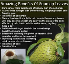 Load image into Gallery viewer, Graviola Guyabana Corossol (SourSop LEAVES 200 count!)