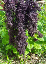 Load image into Gallery viewer, Chondrus Crispus Púrpura Salvaje Gracilaria ( RARE 5G Detoxifying SEAMOSS)