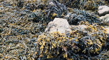 Load image into Gallery viewer, Fucus Vesiculosus Bladderwrack