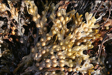 Load image into Gallery viewer, Fucus Vesiculosus Bladderwrack