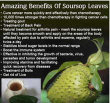 Load image into Gallery viewer, Graviola Guyabana Corossol (SourSop LEAVES 200 count!)
