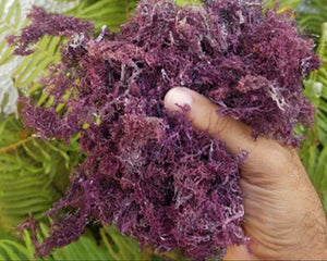 Chondrus Crispus Púrpura Salvaje Gracilaria ( RARE 5G Detoxifying SEAMOSS)